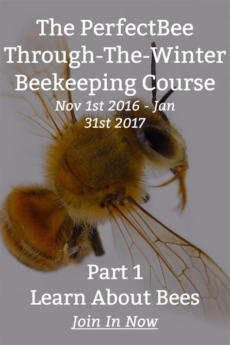 The PerfectBee Online Beekeeping Course PerfectBee