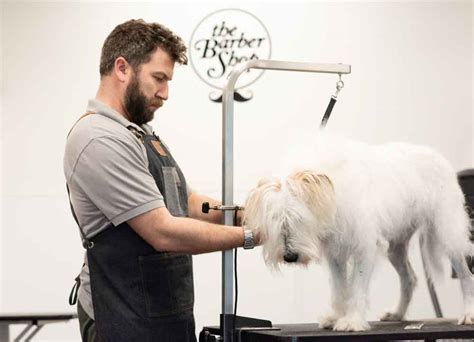 The Pet Barber - Domov