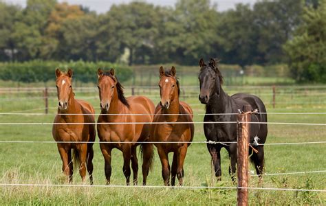 The Pine Ranch Bergen op Zoom