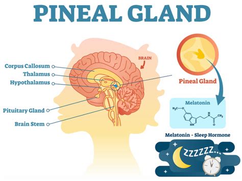 The Pineal Gland and Melatonin