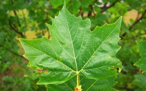 codini.rgarabwor.edu.pl. 