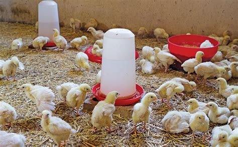 The Poultry Litter Landscape Biomassmagazine.com