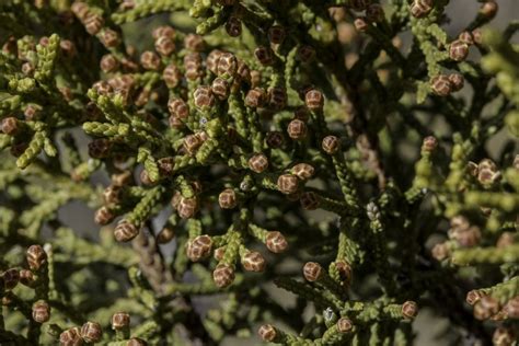 The Power of Pollen: Nurturing Tehran's Flora