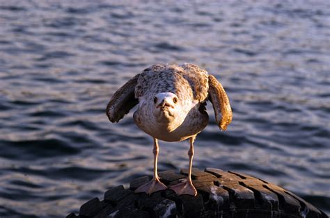 2024 The Power of the White Wing: A Journey Through the World of Seagulls-marketplaceplus.shop