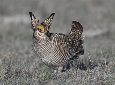 The Prairie Chicken Festival in Kansas will test your mettle — and may even change you