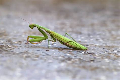 The Praying Mantis: Characteristics, Behavior, and Habitat