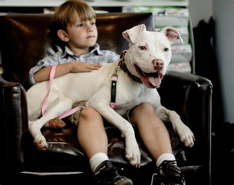 The Problem With People, Not Pit bulls Time