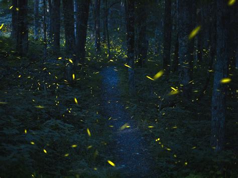 The Profound Beauty of Firefly Tourism - The Washington Post