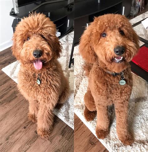 The Proper Care and Feeding of Goldendoodles Feb 14 Written By Skye Parker There are a lot of different factors you should consider when you are thinking about the right food and the right amount
