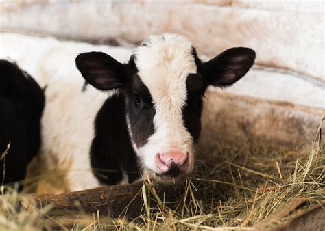 The Pros and Cons of Feeding Hay Early Bovine …