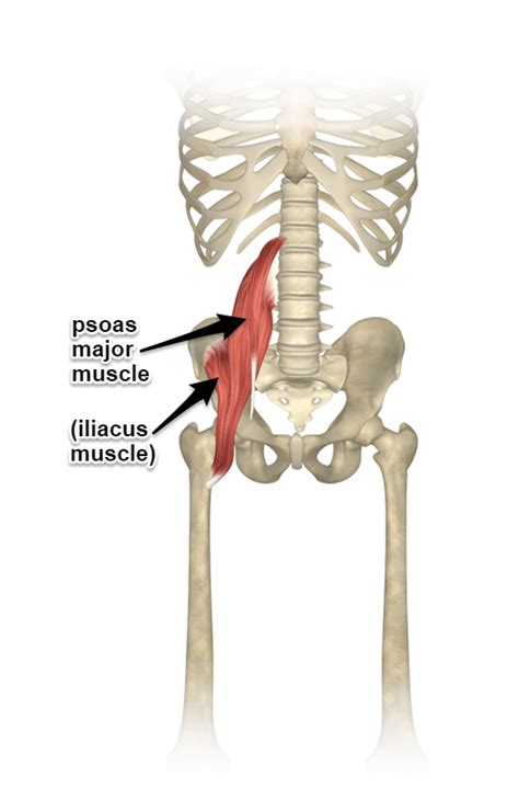 The Psoas Core Muscle An Introduction