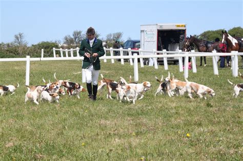 The Purbeck and Bovington Beagles, South West England