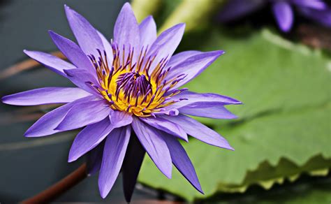 The Purple Lotus