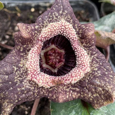 The Quicksilver Chinese Wild Ginger (Asarum Splendens ‘Quicksilver ...