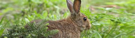 The Rabbit and the Hare - NatureMan