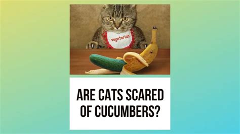 The Real Reasons Why Are Cats Scared of Cucumbers - Traveling …