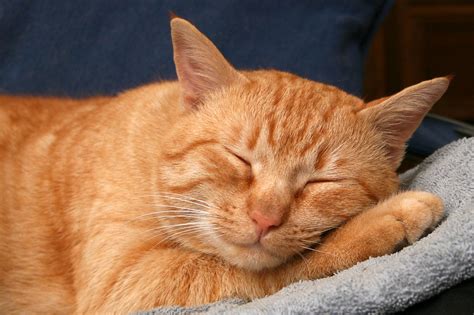 The Red Cat - Wikipedia