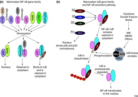 The Rel/NF-kappa B family: friend and foe - PubMed