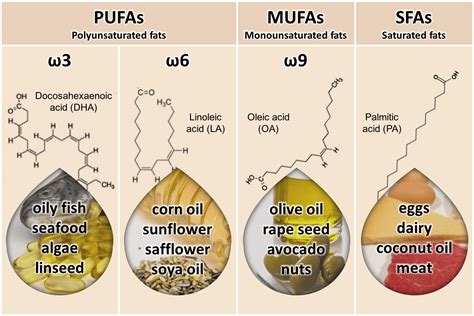 The Relationship between Body Composition, Fatty Acid …