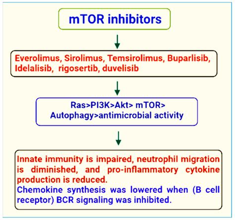 The Return of the mTOR Inhibitors: Getting it Right in Patients …