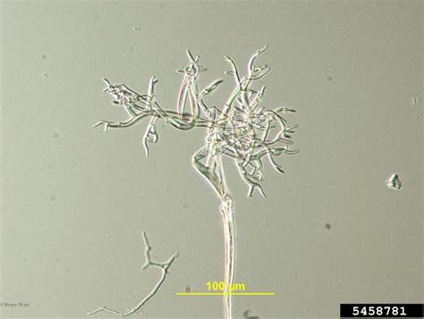 The Revision of Species of the Genus Peronospora on Host Plants …