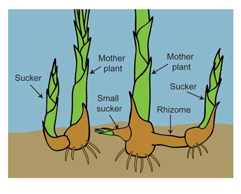 The Rhizome in and Around Sal