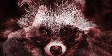 The Rise and Fall of the Raccoon Dog Theory of Covid-19