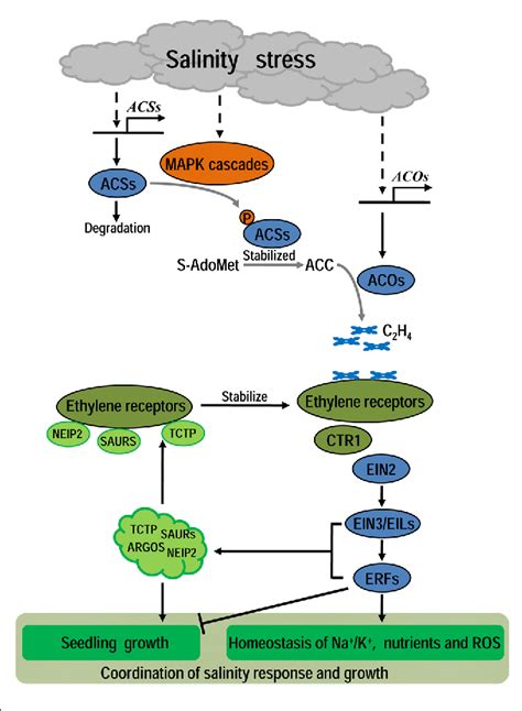 The Role of Ethylene in Plants Under Salinity Stress - PubMed