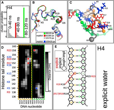 The Role of Histone Tails in the Nucleosome: A Computational …