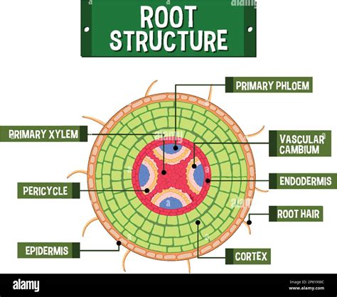 The Root: