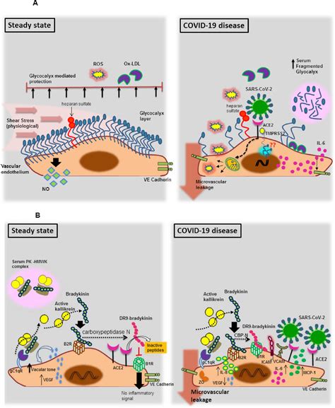 The SARS-CoV-2/Receptor Axis in Heart and Blood Vessels: A