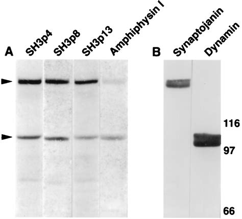 The SH3p4/Sh3p8/SH3p13 protein family: Binding partners for