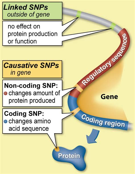 The SNPs