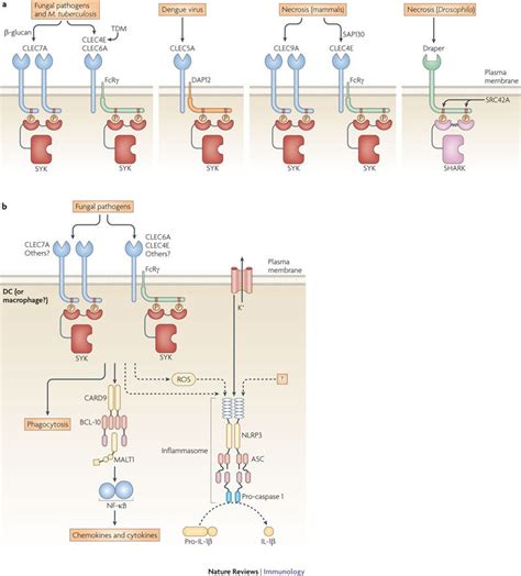 The SYK tyrosine kinase: a crucial player in diverse biological ...