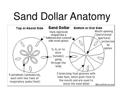 The Sand Dollar's Functionality and Benefits