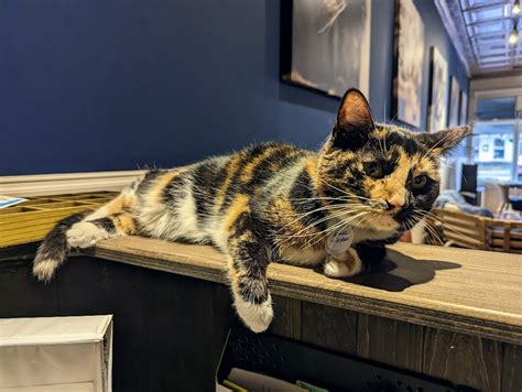 The Scratching Post Cat Cafe, Lewisburg, Pennsylvania