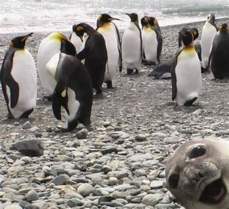 The Seal Photobomb! - Facebook