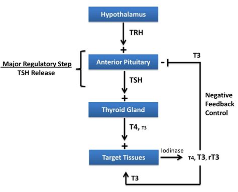 The Second International Reference Preparation of Thyroid