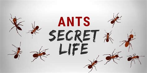 The Secret Life Of Ants Wilson Control