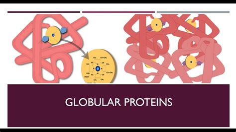 The Secret of Globular and Fibrous Protein - YouTube