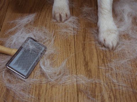 The Shedding Inspection: Do Cats or Dogs Shed More?