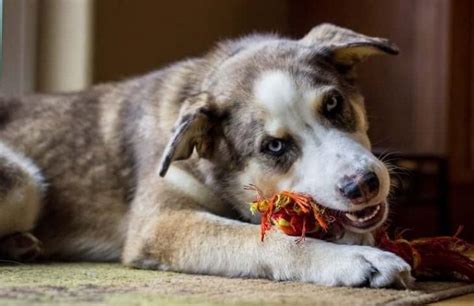 The Show-Stopping Australian Shepherd Husky Mix