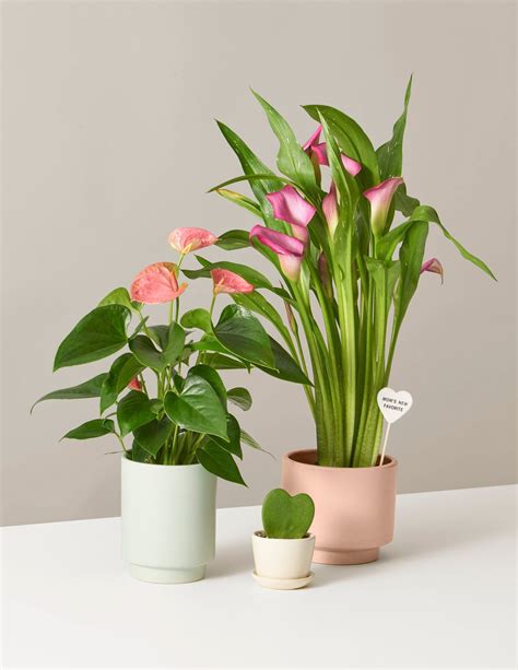 The Sill Buy Plants Online Houseplant Delivery