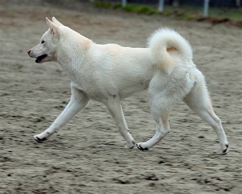 The Six Native Japanese Dog Breeds My First Shiba Inu