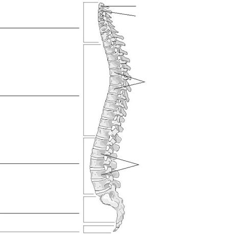 The Skeletal System Vertebral Column Diagram Diagram Quizlet