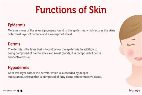 The Skin (Human Anatomy): Picture, Definition, Function