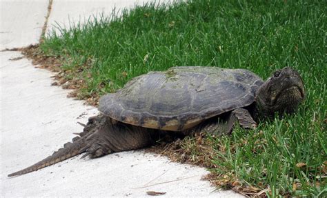 The Snapping Turtle - The New York Times