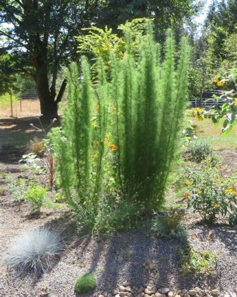 The Sophisticated Elegant Feather Plant - a Friendly Gardener