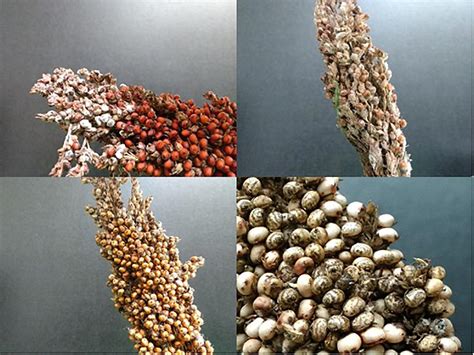 The Sorghum Grain Mold Disease Complex: Pathogens, …