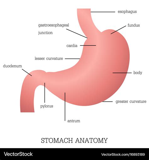 The Stomach (Human Anatomy): Picture, Function, Definition ... - WebMD